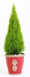 ゴールドクレスト100cm【鉢入】【観葉植物】