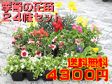 季節の花苗24株セット【送料無料】