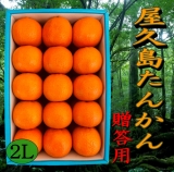 鹿児島県　屋久島産　たんかん　贈答用(化粧箱入)　５Ｋ　２Ｌサイズ