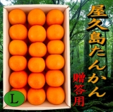 鹿児島県　屋久島産　たんかん　贈答用(化粧箱入)　５Ｋ　Ｌサイズ