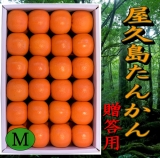鹿児島県　屋久島産　たんかん　贈答用(化粧箱入)　５Ｋ　Ｍサイズ