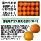 鹿児島県　屋久島産　たんかん　自宅用　５ｋ　２Ｌサイズ