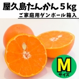 鹿児島県　屋久島産　たんかん　自宅用　５ｋ　Ｍサイズ