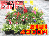 季節の花苗24株セット【送料無料】
